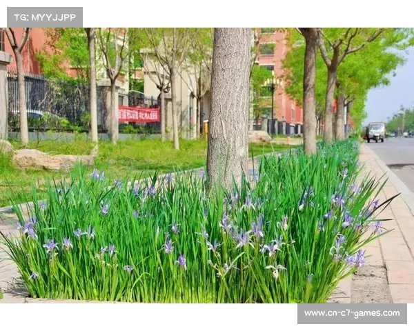 打造中超菜地城市农场 让美味绿菜在城中绽放活力与新鲜 打造中超菜地城市农场 让美味绿菜在城中绽放活力与新鲜